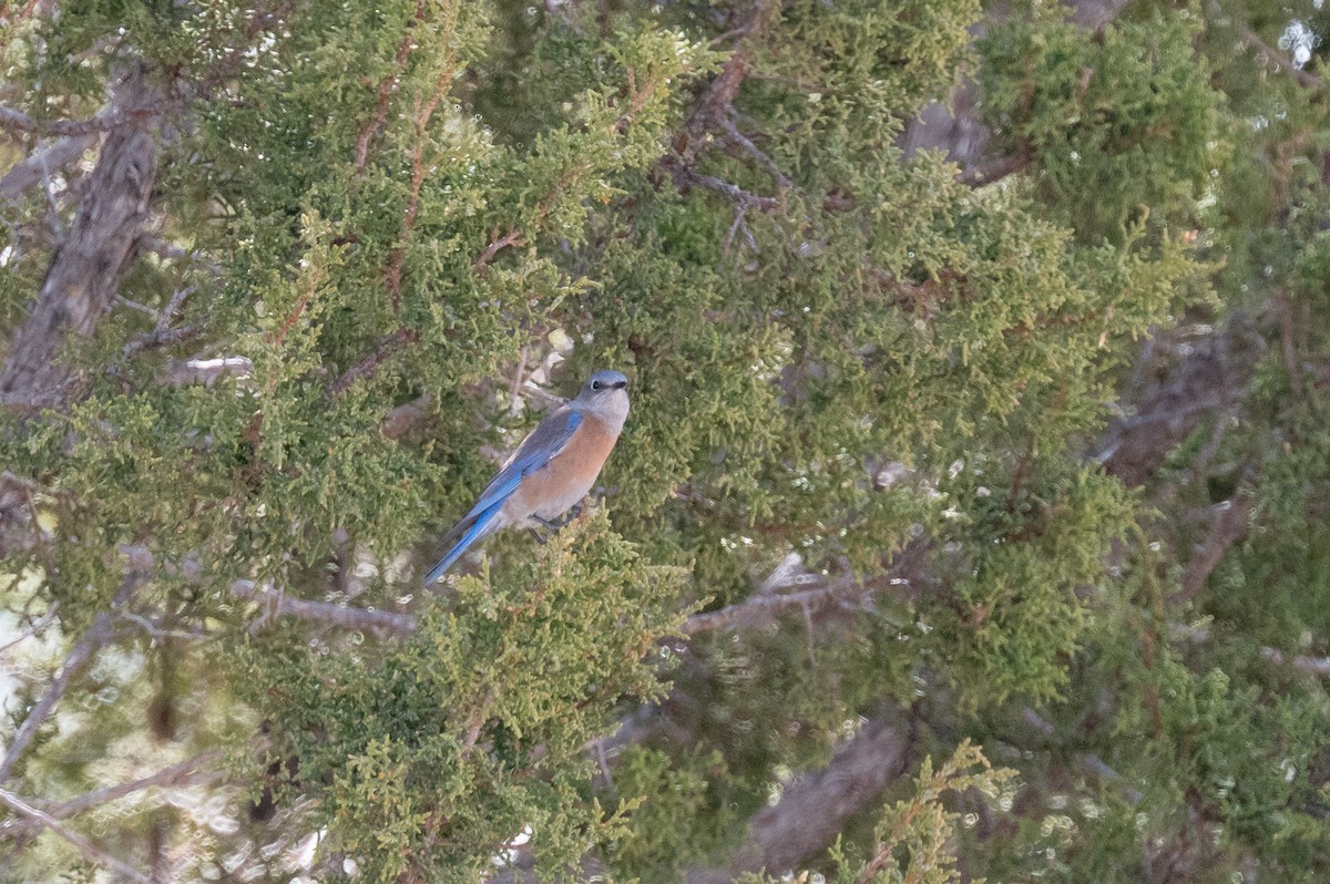 Western Bluebird - ML615271272