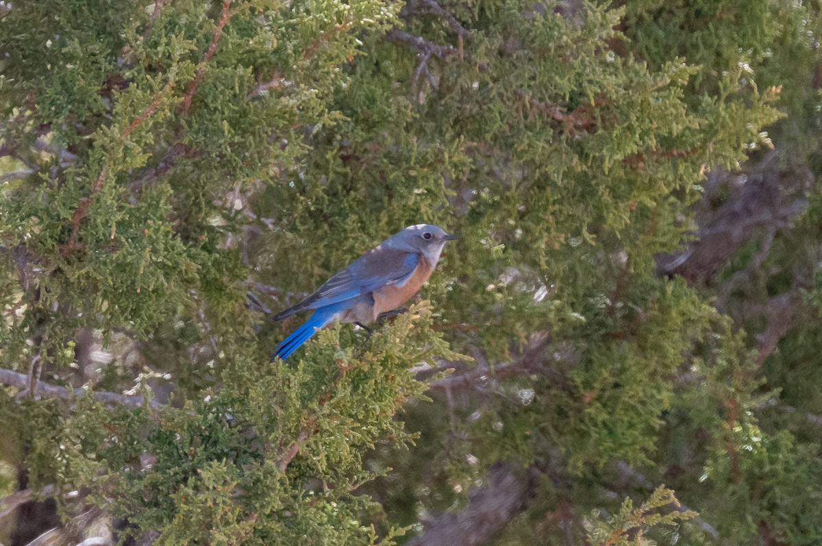 Western Bluebird - ML615271281