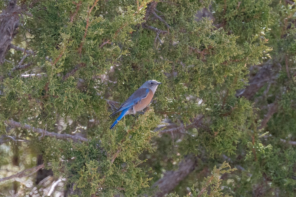 Western Bluebird - ML615271282