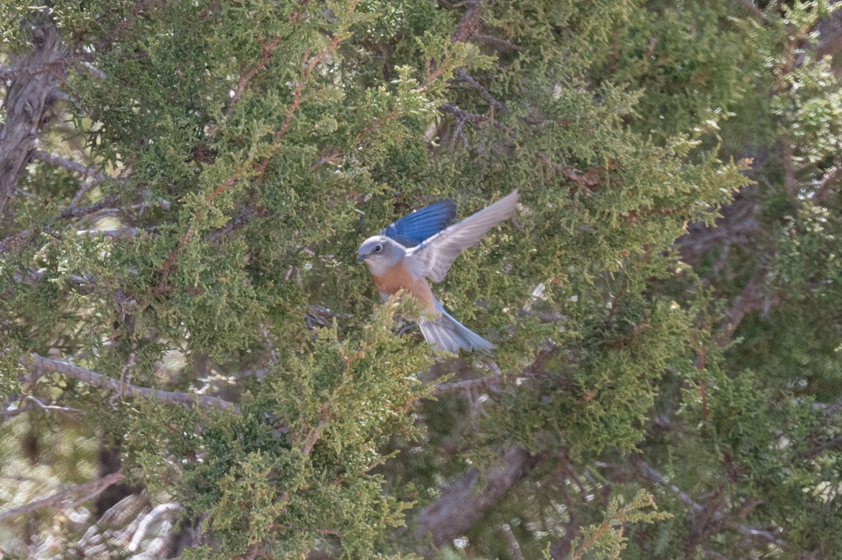 Western Bluebird - ML615271284