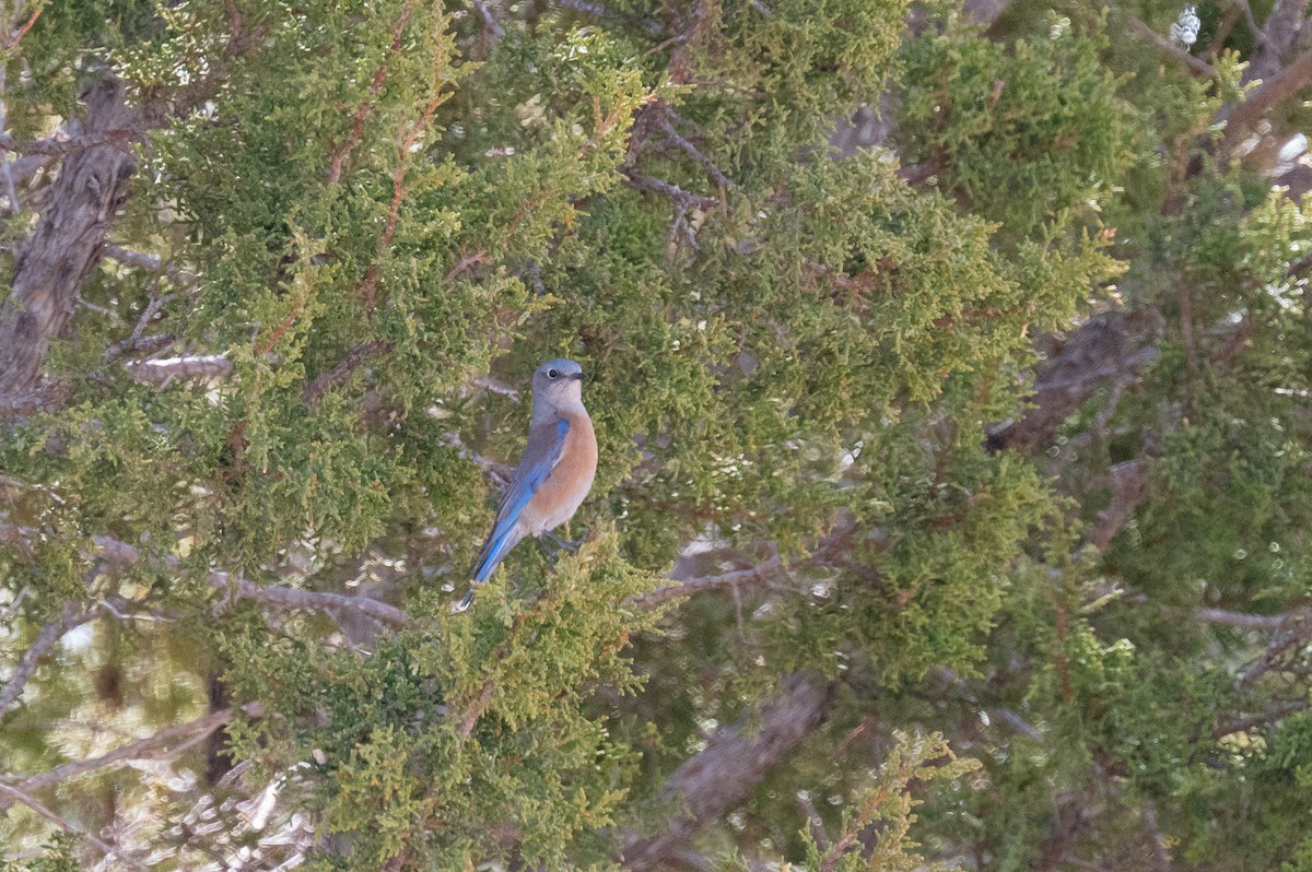 Western Bluebird - ML615271285