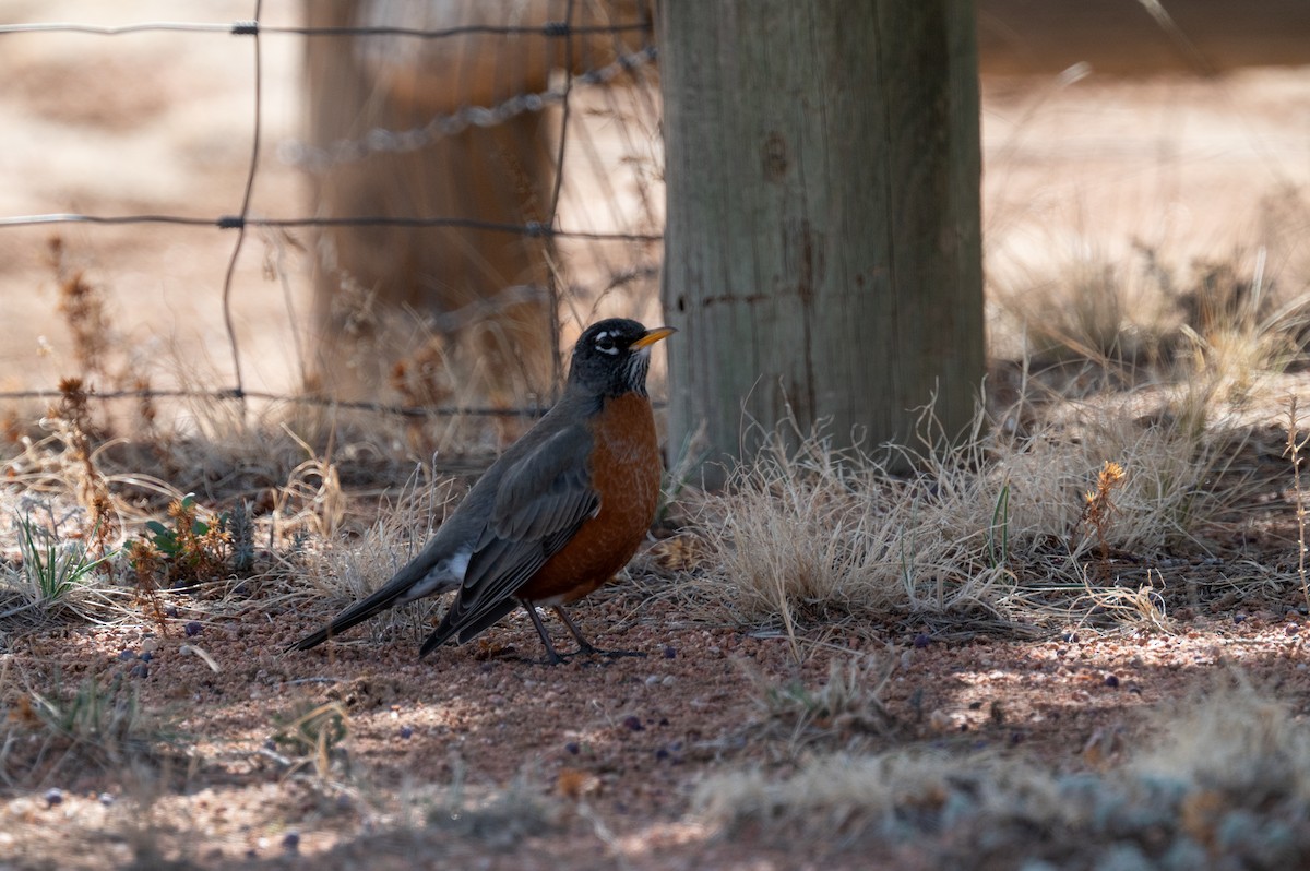 American Robin - ML615271287