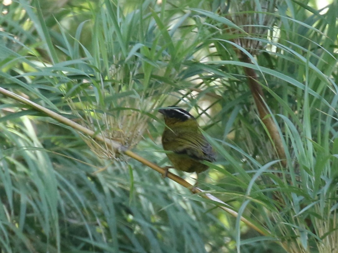 Black-capped Hemispingus - Michael Collins