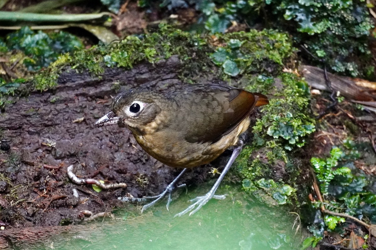 Plain-backed Antpitta - Terry Bohling