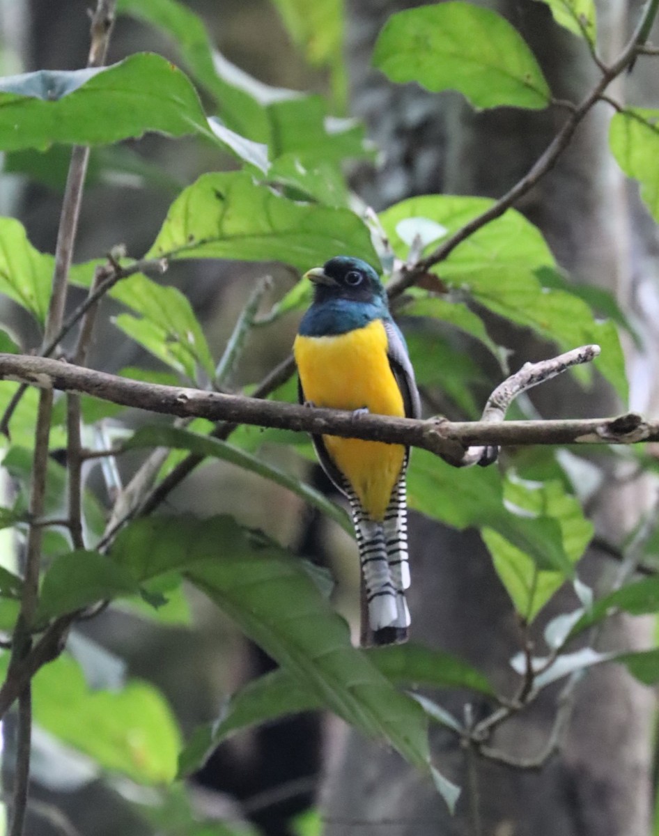 monokkeltrogon - ML615271344