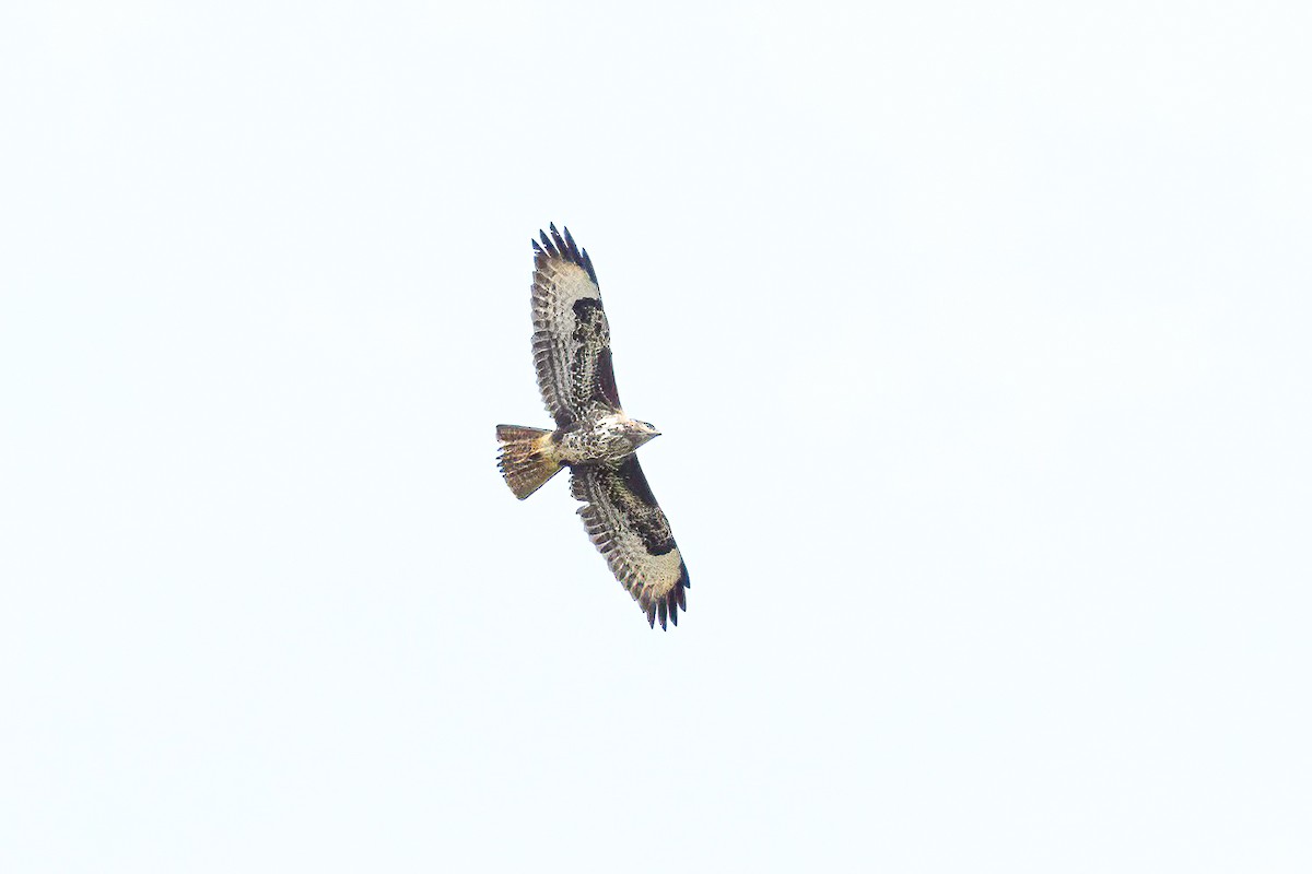 Common Buzzard - ML615271405