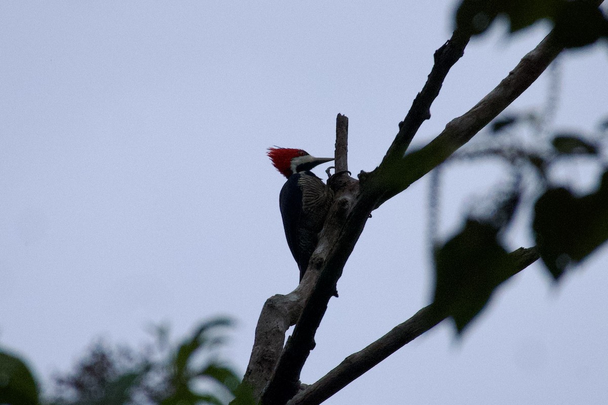 Crimson-crested Woodpecker - Terry Bohling