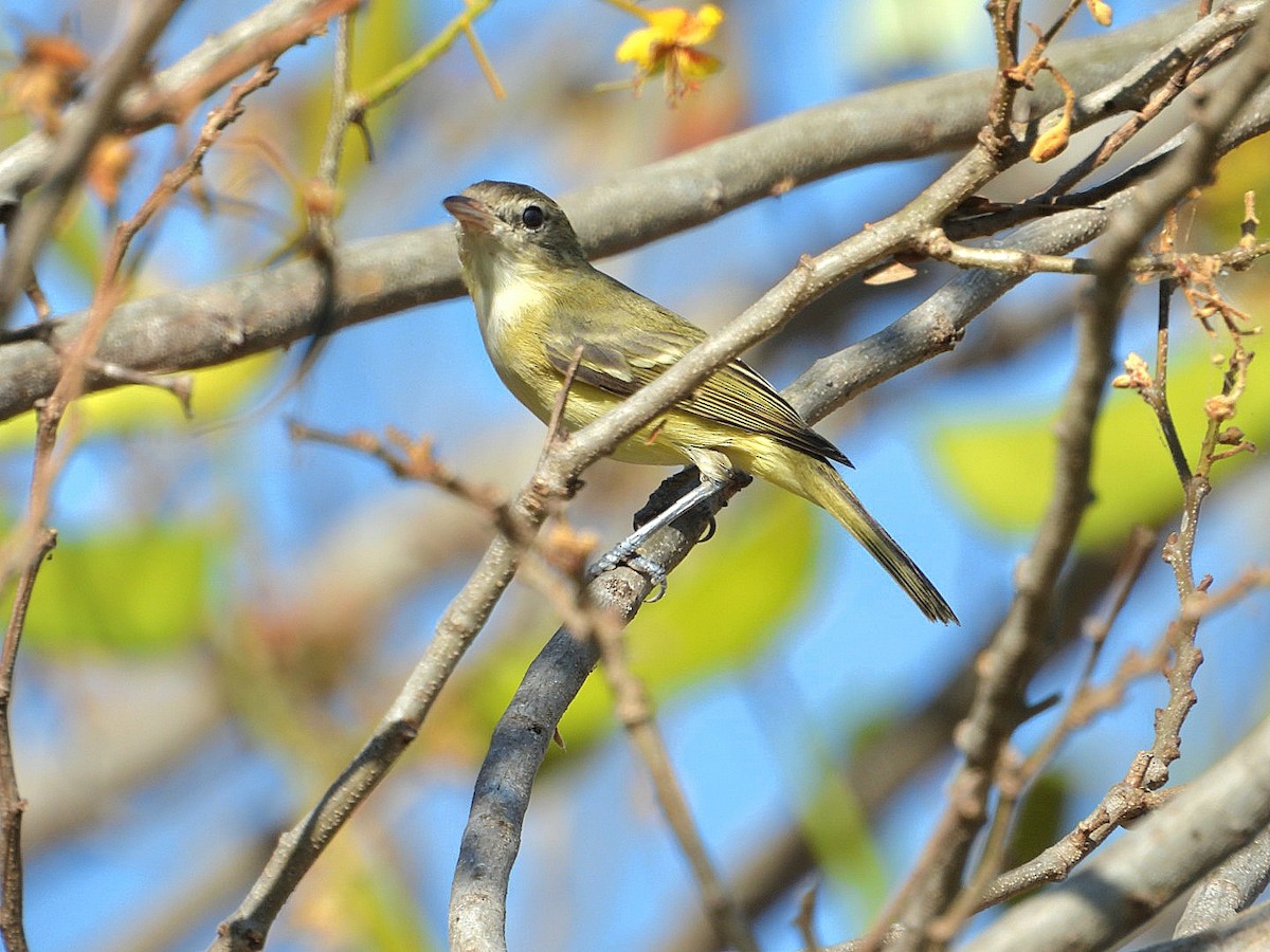 Bell's Vireo - Bany Alvarenga