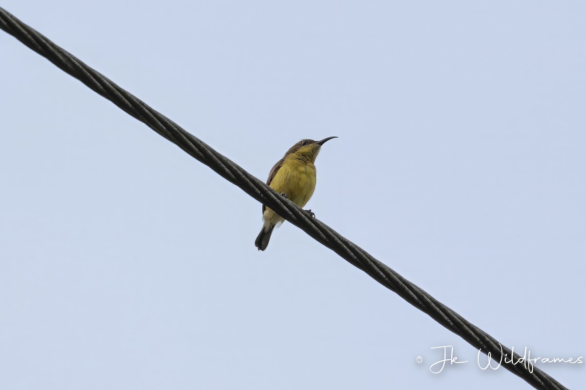 Ornate Sunbird (Ornate) - ML615271526
