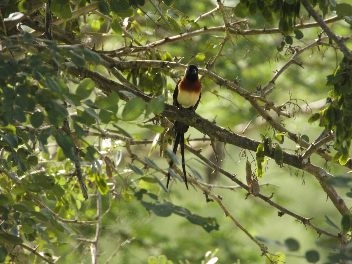 Eastern Paradise-Whydah - ML615271527