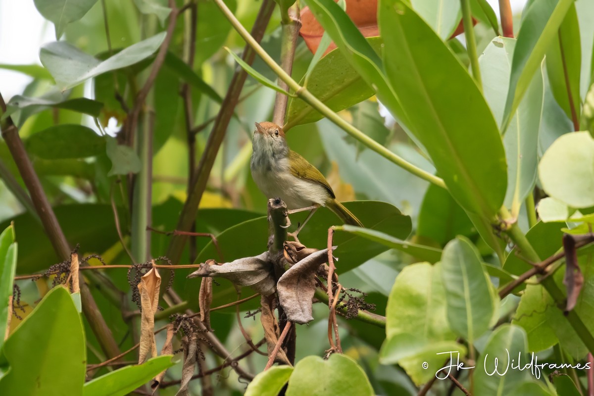 Dark-necked Tailorbird - ML615271547
