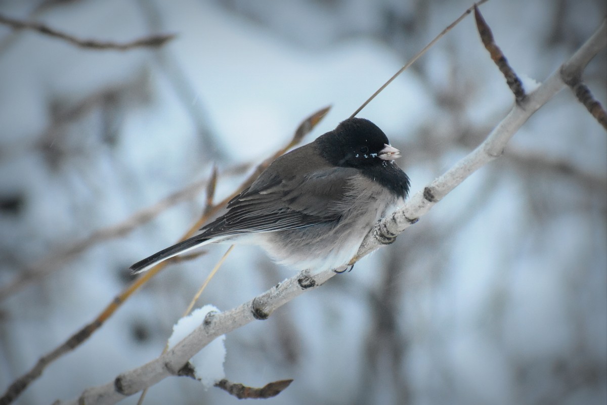 Dark-eyed Junco - ML615271566