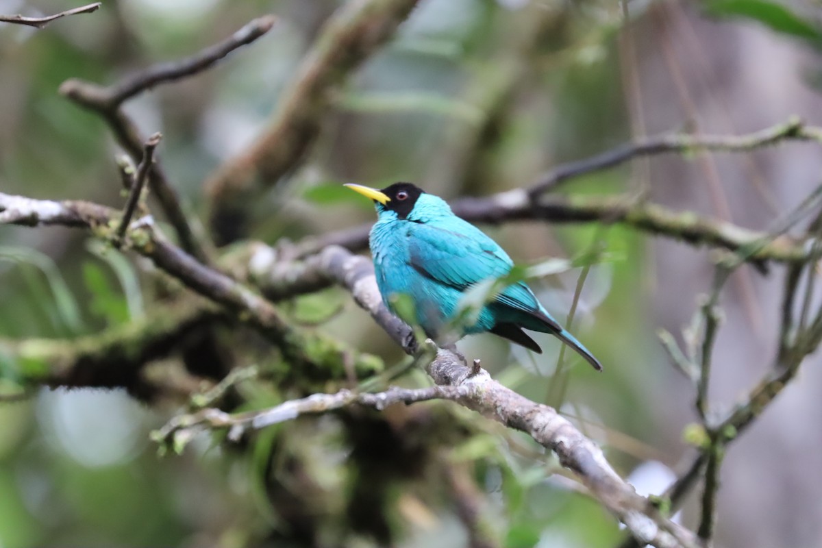 Green Honeycreeper - ML615271575