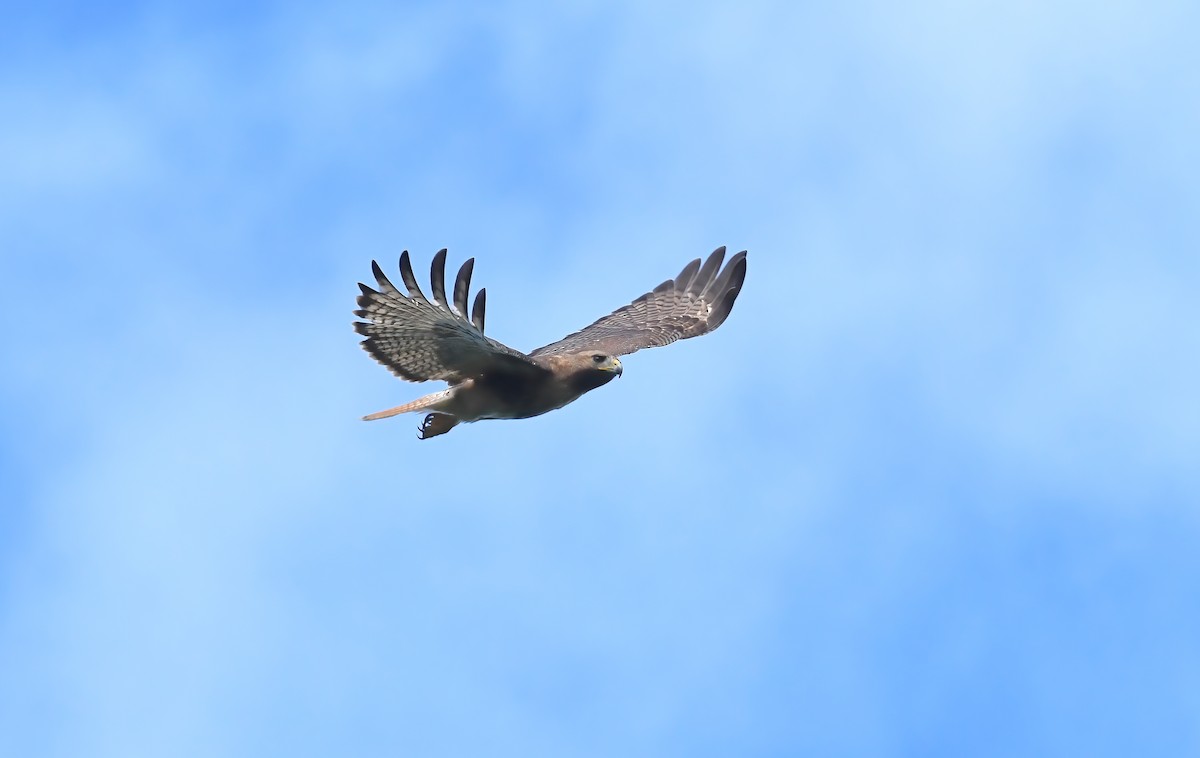 Red-tailed Hawk (jamaicensis) - ML615271577