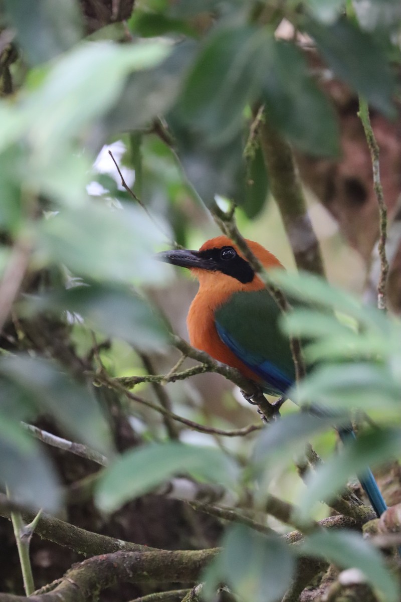 Rufous Motmot - ML615271601