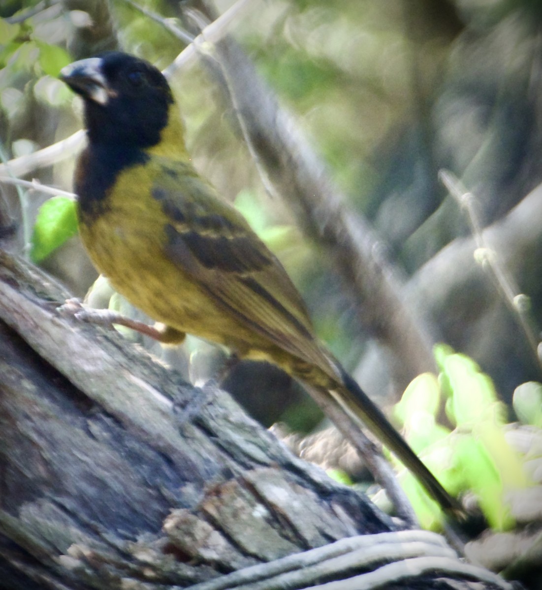 Crimson-collared Grosbeak - John Bloomfield