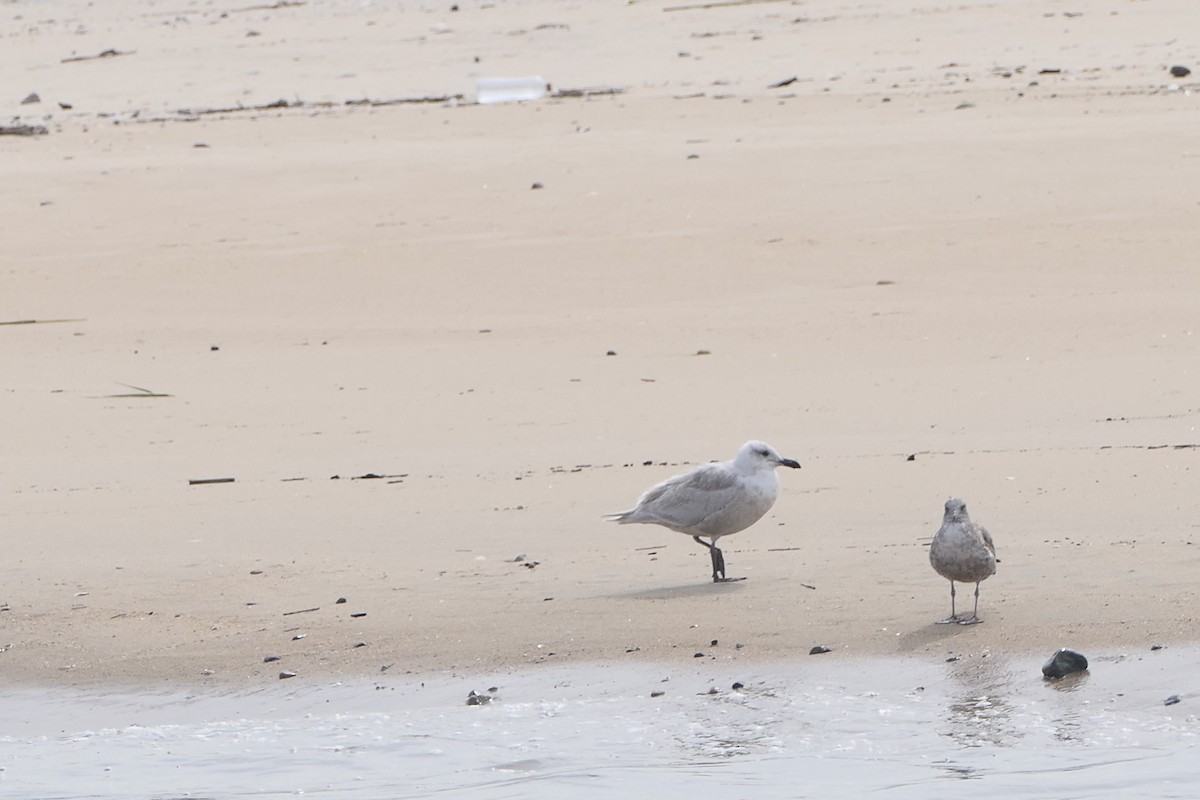 Glaucous-winged Gull - bonnie henson