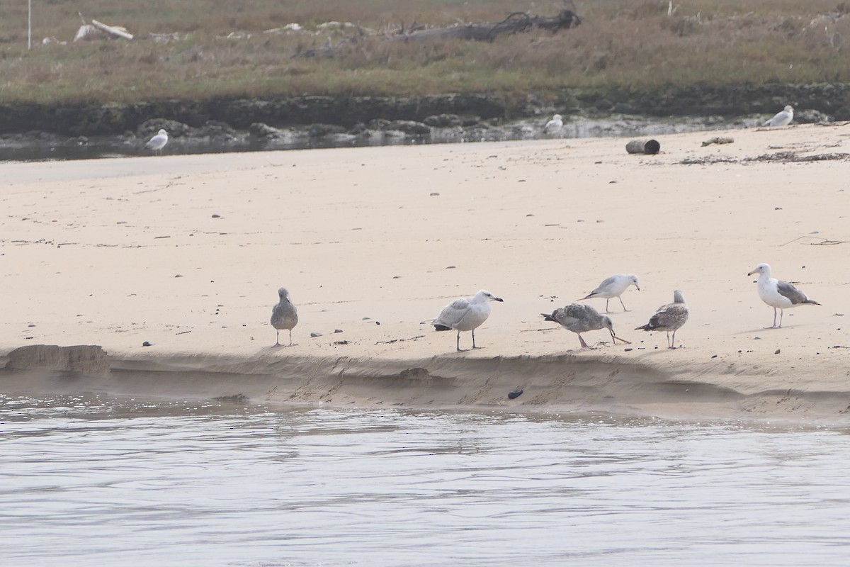 Glaucous-winged Gull - bonnie henson