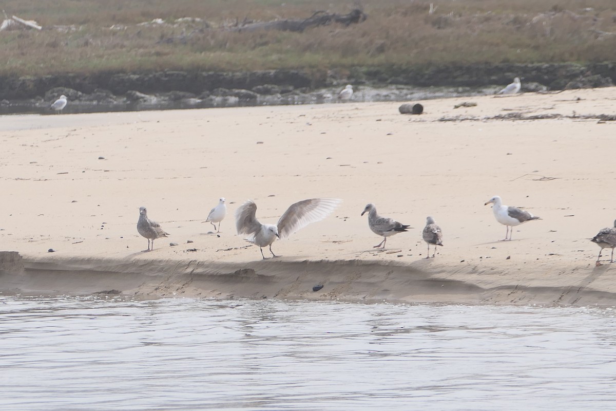 Glaucous-winged Gull - bonnie henson