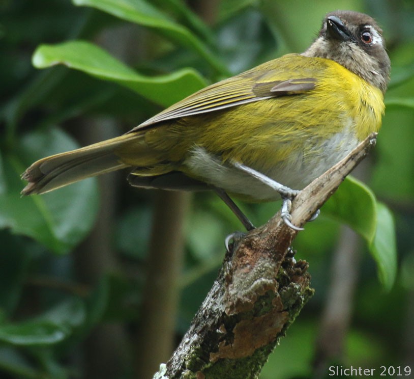 Common Chlorospingus - Paul Slichter