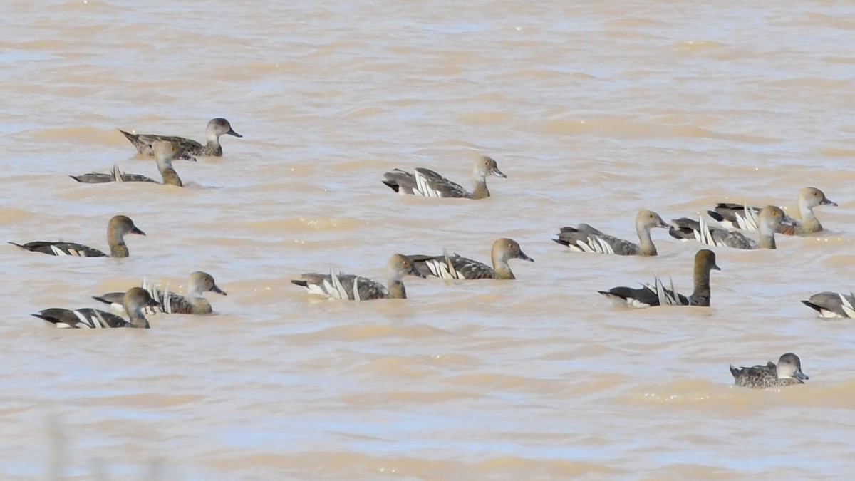 Plumed Whistling-Duck - ML615271698