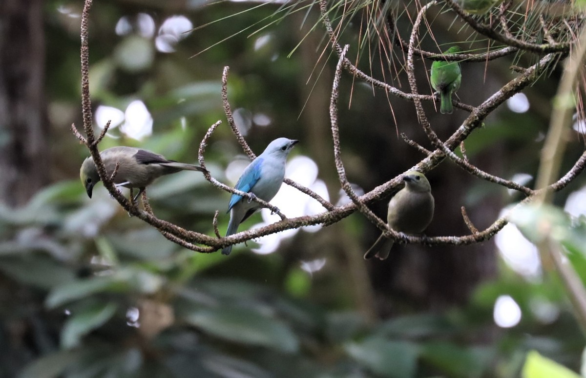 Blue-gray Tanager - ML615271717