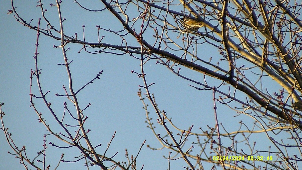 House Sparrow - ML615271740