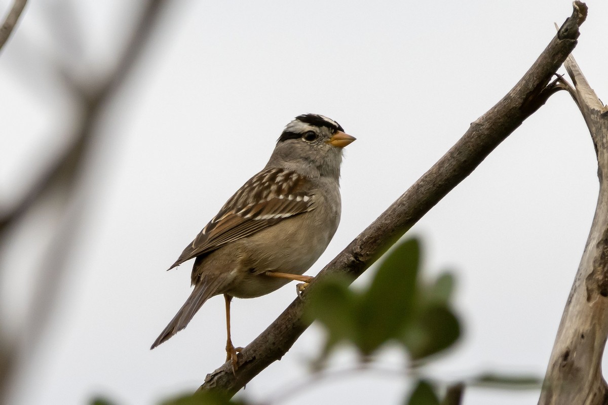 Bruant à couronne blanche - ML615271753