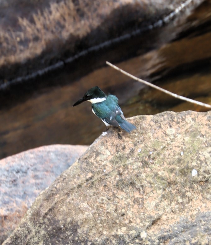 Green Kingfisher - ML615271754