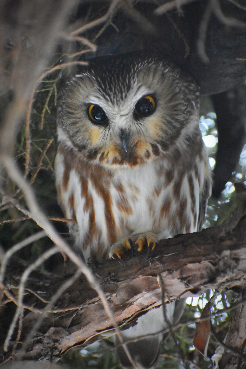 Northern Saw-whet Owl - Caleb Snarr