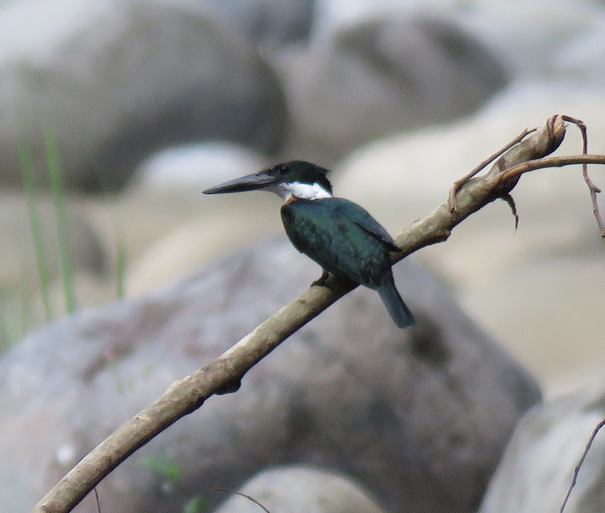 Amazon Kingfisher - Joe and Carleen