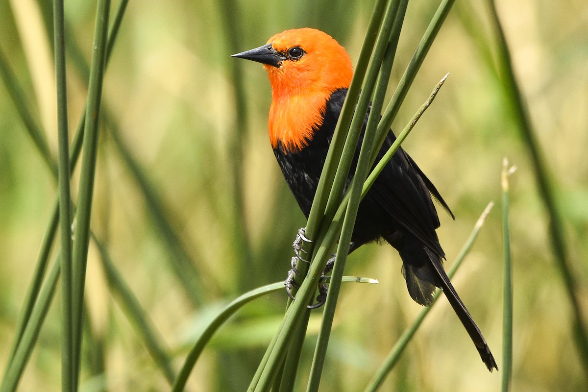 Scarlet-headed Blackbird - ML615271869