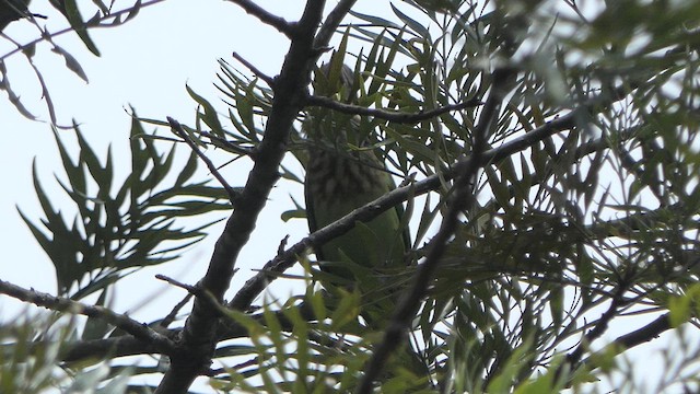 White-cheeked Barbet - ML615271883