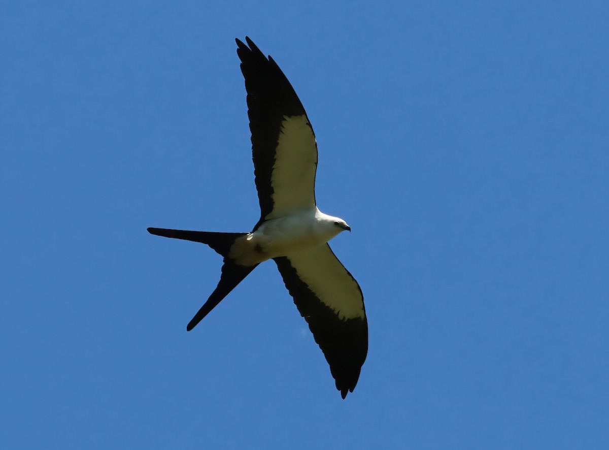 Swallow-tailed Kite - ML615271885