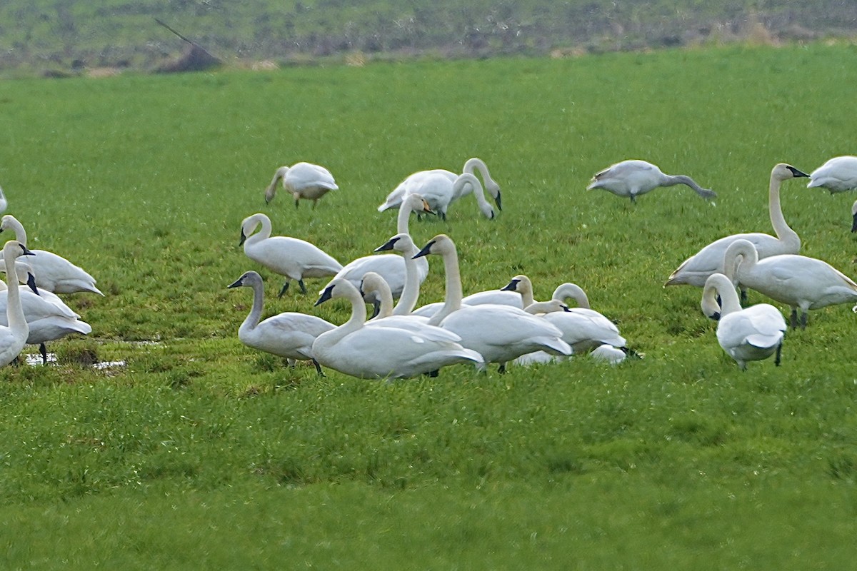 Whooper Swan - ML615271889