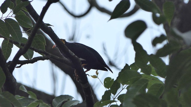 Southern Hill Myna - ML615271897