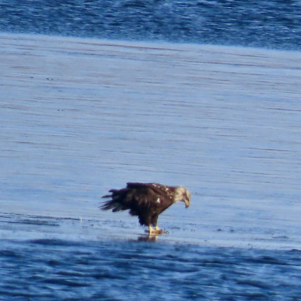 Bald Eagle - ML615271906