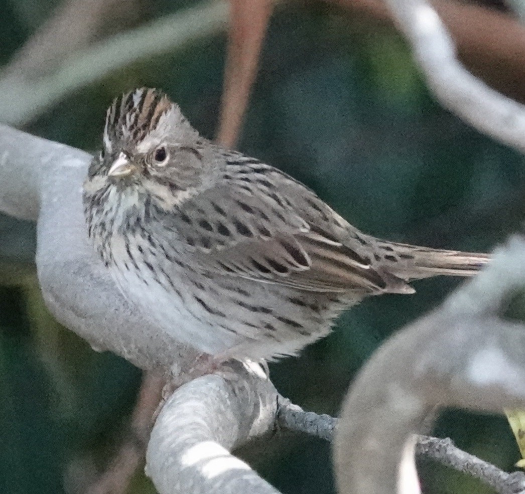 Lincoln's Sparrow - ML615271981