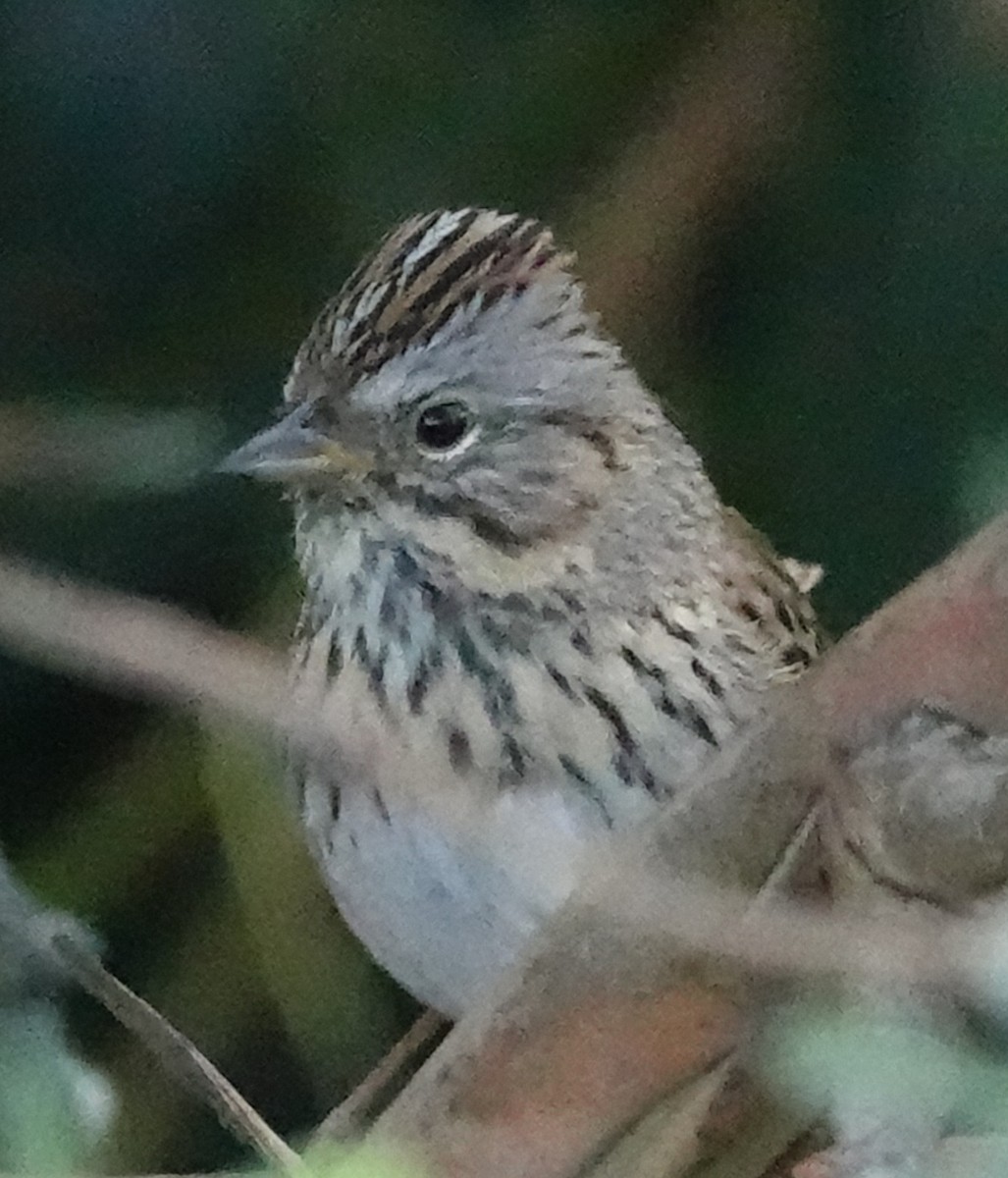 Lincoln's Sparrow - Lalouette 🐣