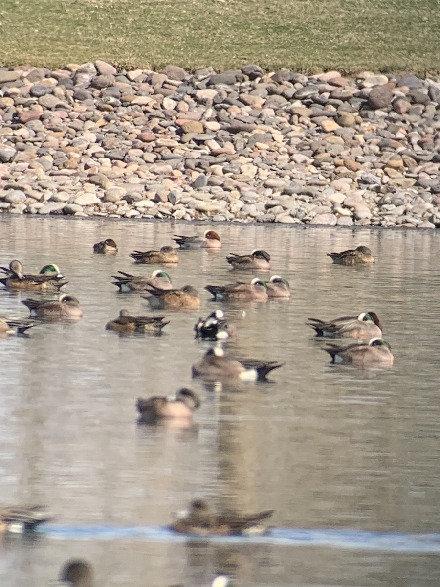 Eurasian Wigeon - Kevin Cox