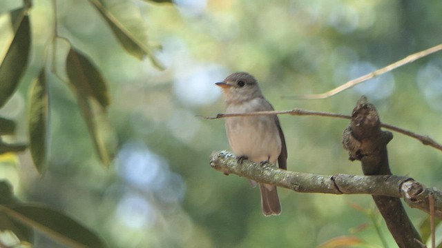 Asian Brown Flycatcher - ML615271989