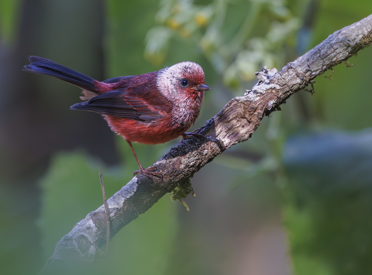 Pink-headed Warbler - ML615271996