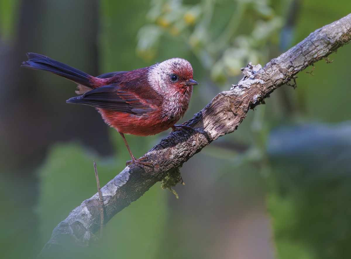 Pink-headed Warbler - Jason Vassallo