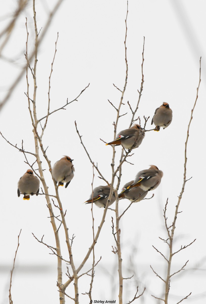 ציצנית - ML615272027