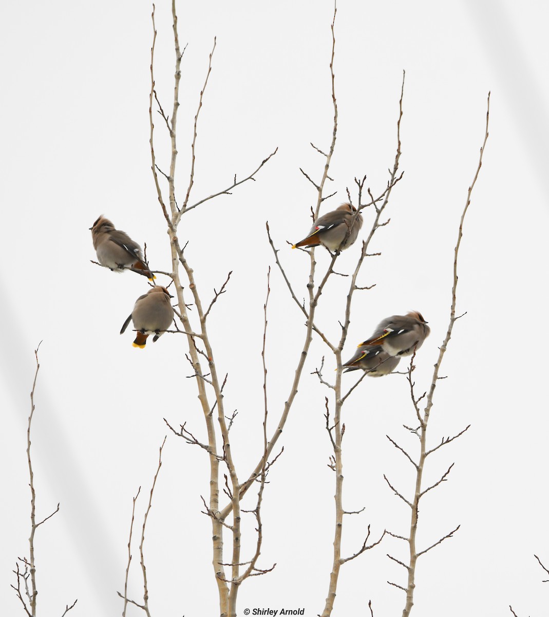 sidensvans - ML615272029