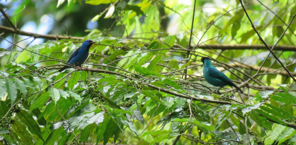 Blue Dacnis - Joe and Carleen