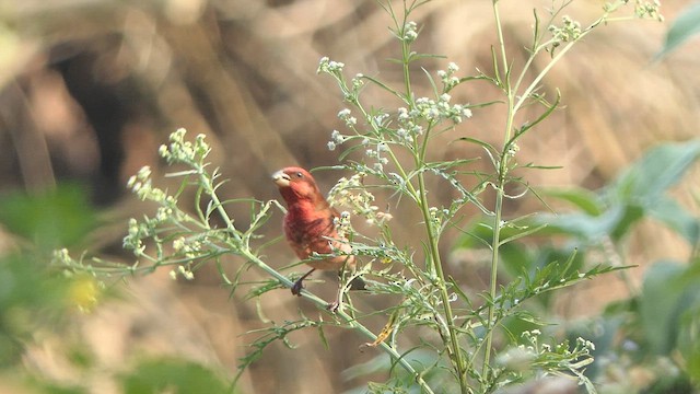 Common Rosefinch - ML615272076