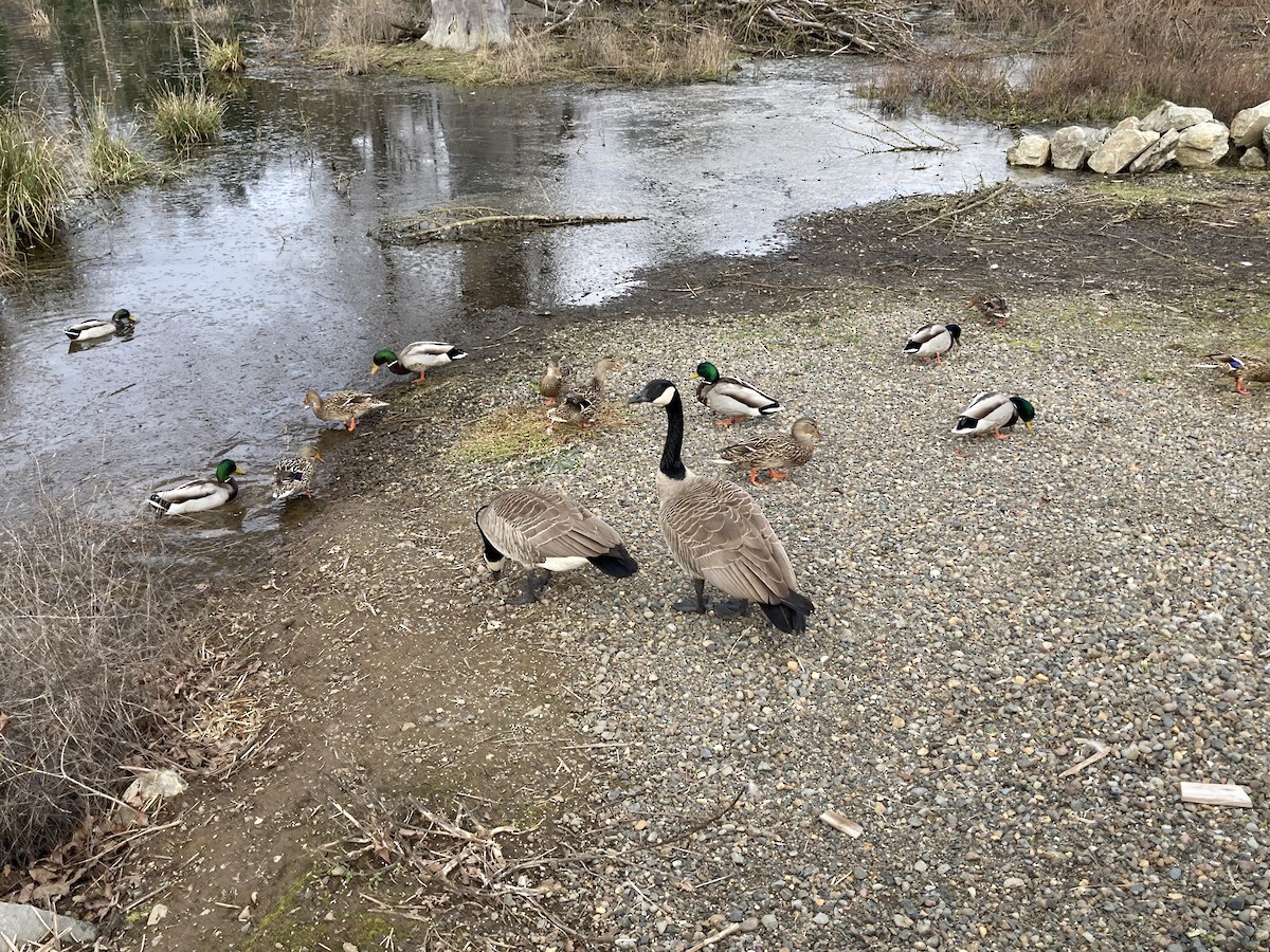 Canada Goose - Jeff Marks