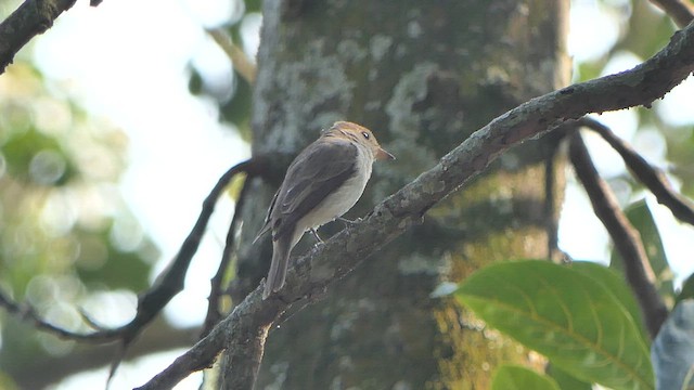 Asian Brown Flycatcher - ML615272144