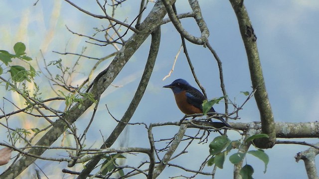 Blue-capped Rock-Thrush - ML615272165